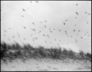 Terns at Tern Island, Chatham, Mass.