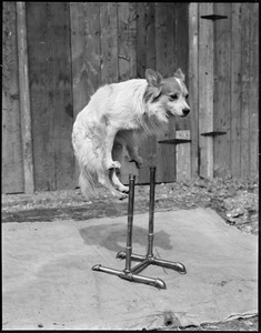 Dog Beauty balances on stand