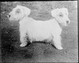 Two-headed dog - one of Alton Hall Blackenton's famous hits in his broadcasts