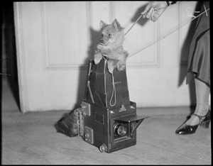Smallest dog at dog show, owned by Miss Margaret E. O'Keefe, 260 Charles St., Malden.