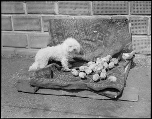 Poodles looking after her chicks in Springfield, MA