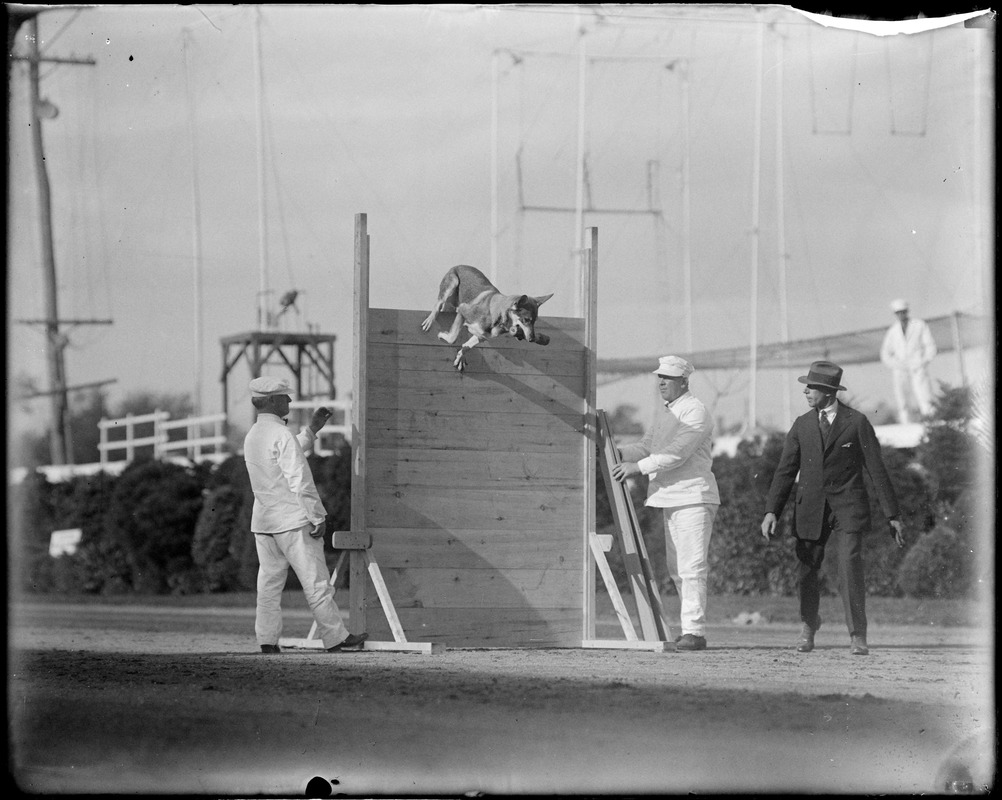 Dog jumping at Brockton Fair