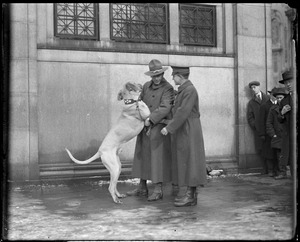 German war dog brought to this country by war veterans.