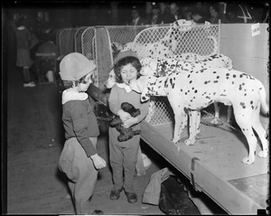 Dalmatians at dog show