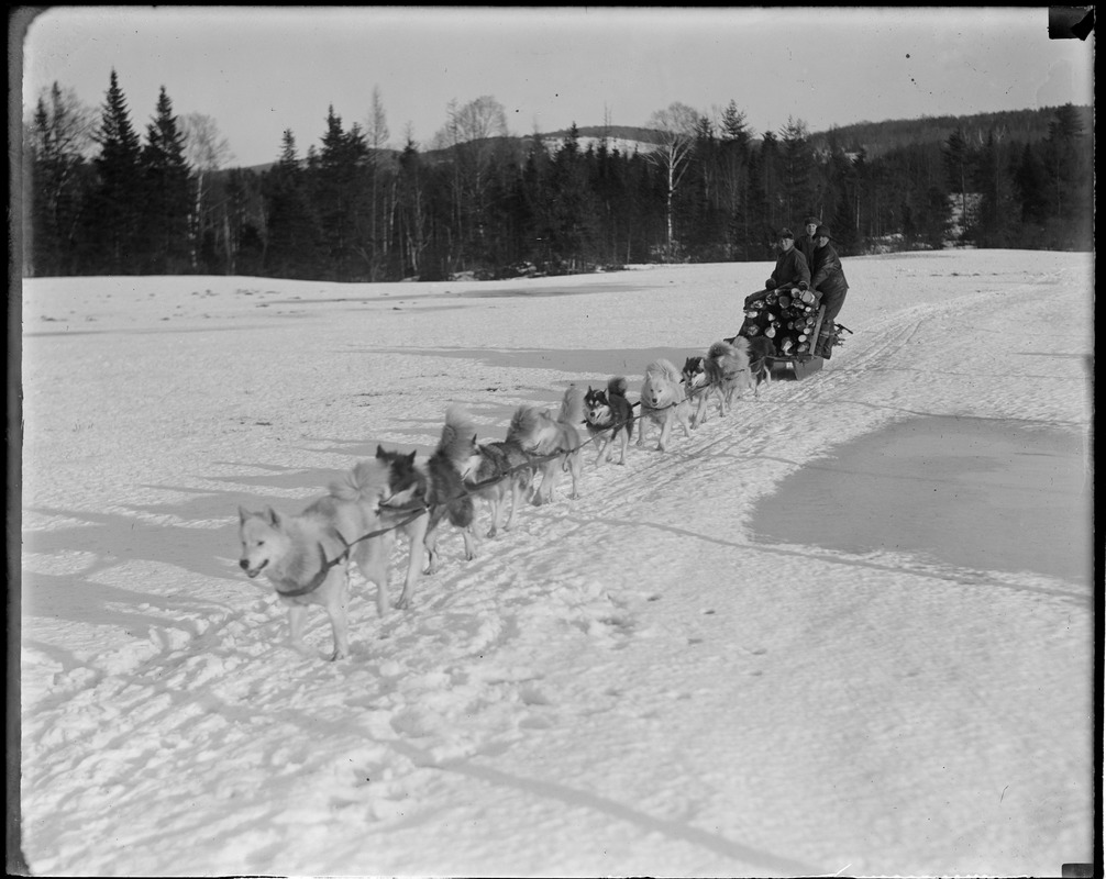 Dog sled