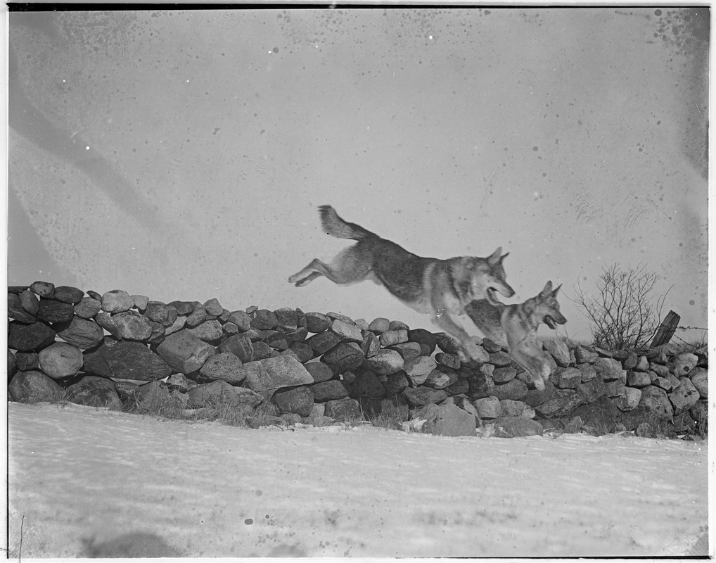 Police dogs jumping