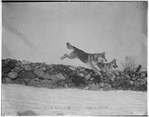 Police dogs jumping