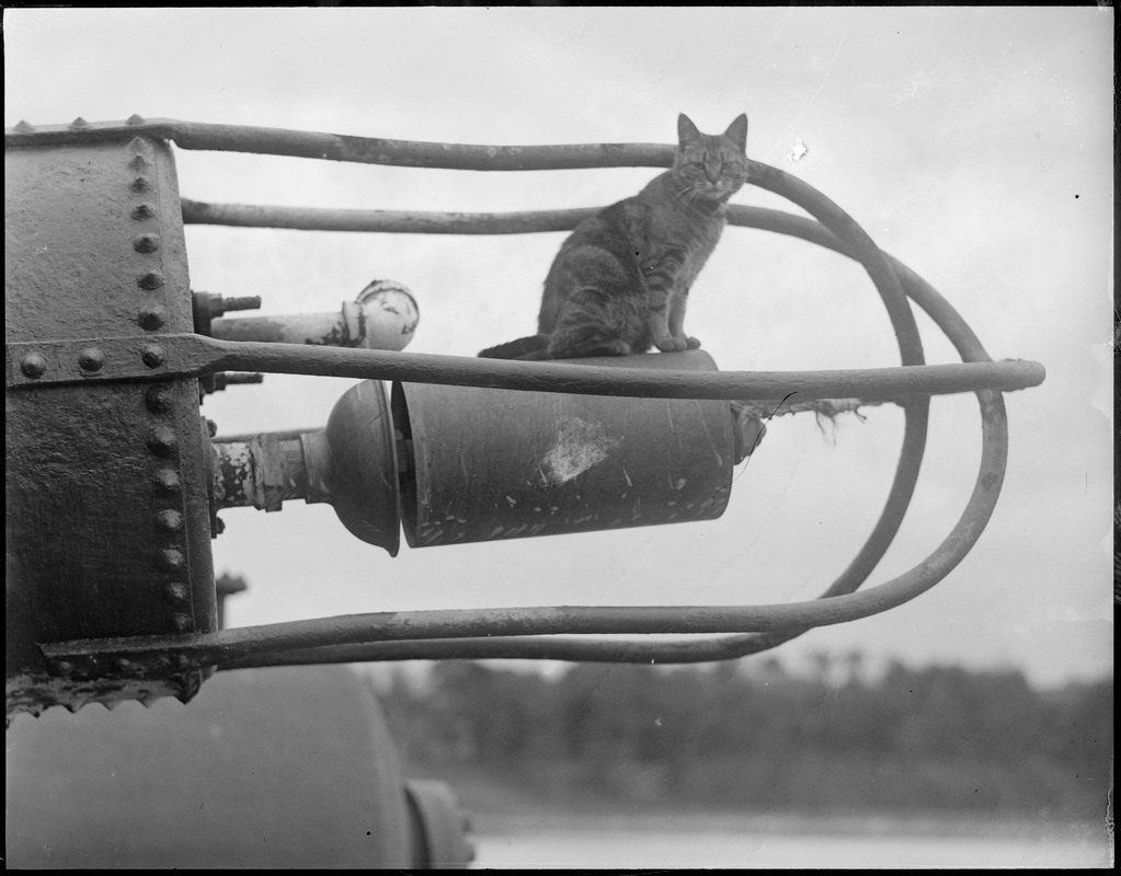 Cat on contraption Digital Commonwealth