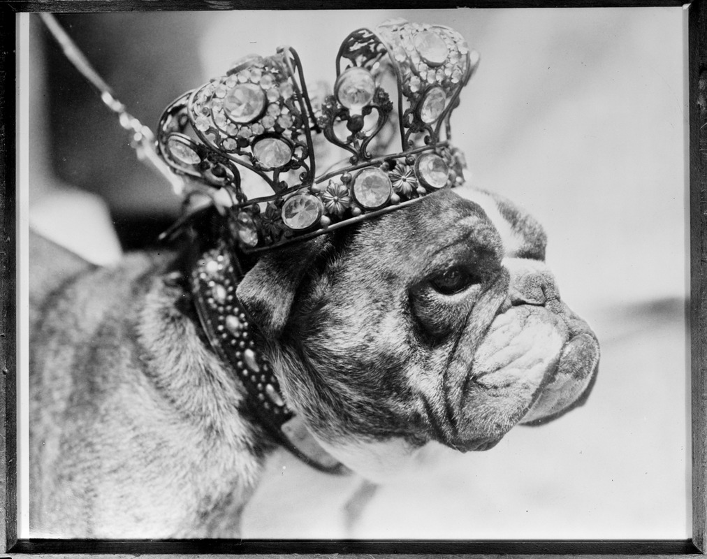 Dog King Sir Major Spike, Los Angeles