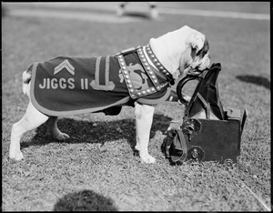 Jiggs II, bulldog given to marines by Gene Tunney