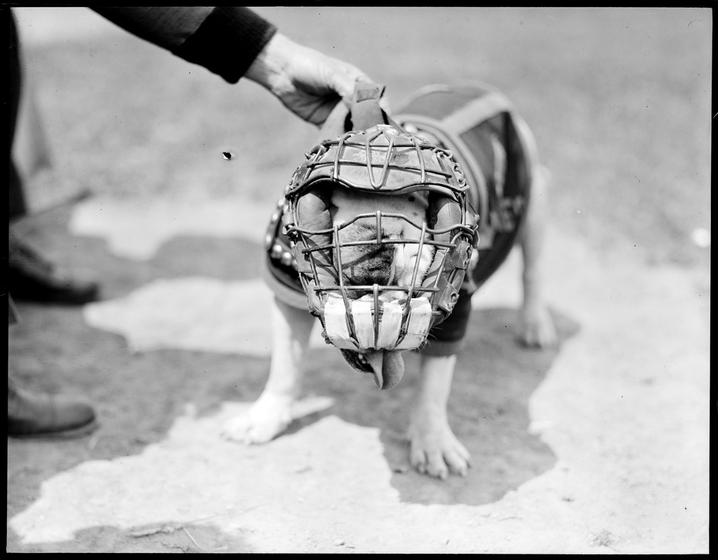 Jiggs II, bulldog given to marines by Gene Tunney, in catcher's mask