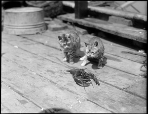 Cats with lobster