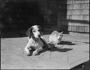 Dog and cat, Hanson, Mass.