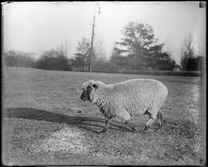 Sheep grazing in Franklin Park