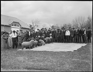 Sheep shearing contest, UMass Amherst Agricultural College