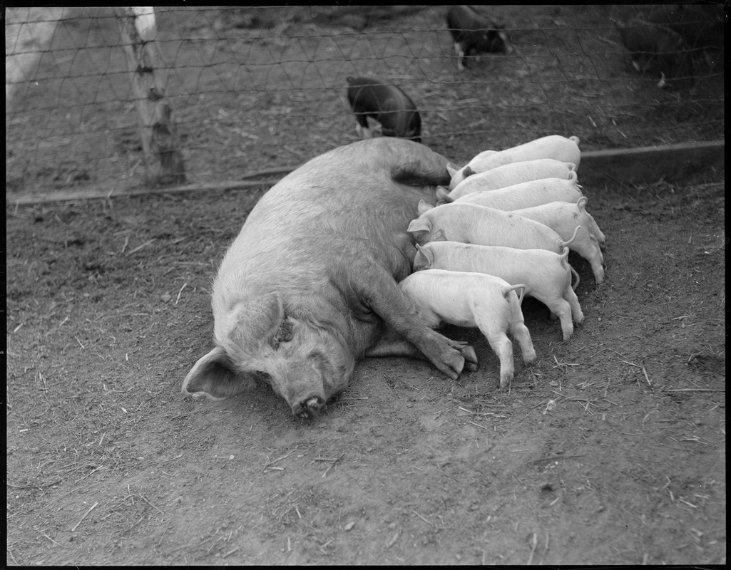 Mother pig and sucklings at Mass Agricultural College