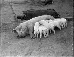 Mother pig & little ones nursing at Mass. Agricultural College - Amherst