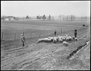 Sheep - Amherst, MA