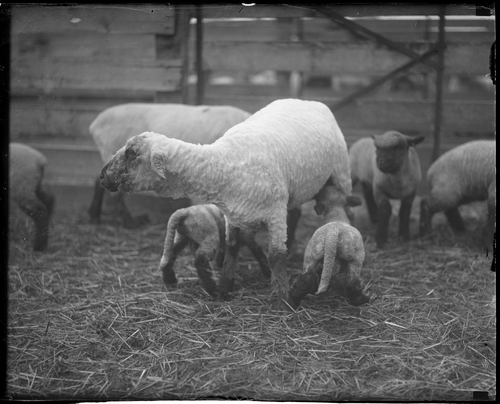 Sheep and young, Amherst, MA