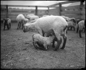 Ewe with lamb - Amherst, MA