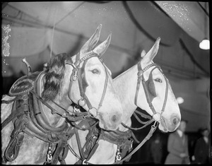 Mules at horse show. Left to right Ruby, Queeny from Flying Horse Farm.