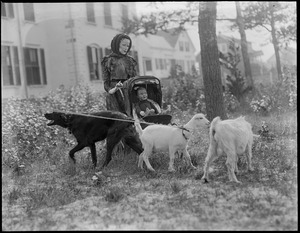 Rustic views, goats and a nanny