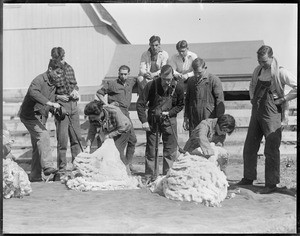 Girls shearing sheep at Mass. Agricultural College