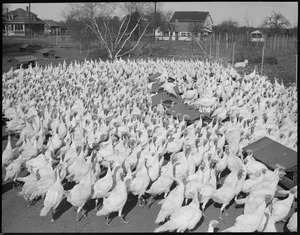 White turkeys, Flying Horse Farm, Pingree's Estate at Ipswich