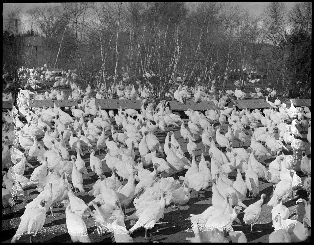 White turkeys, Flying Horse Farm, Pingree's Estate at Ipswich Digital