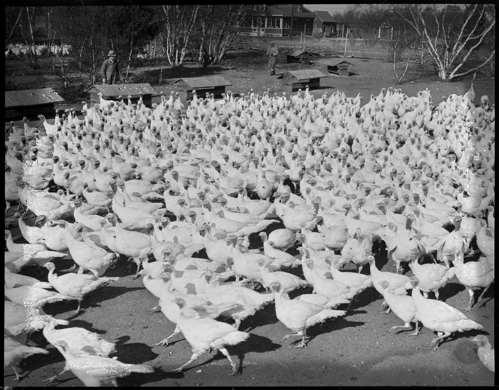 White turkeys, Flying Horse Farm, Pingree's Estate at Ipswich Digital