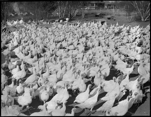 White turkeys at Flying Horse Farm, Pingree's Estate at Ipswich