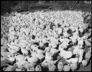 White turkeys at Flying Horse Farm, Pingree's Estate at Ipswich