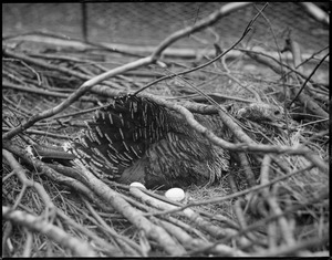 Turkey in nest with eggs