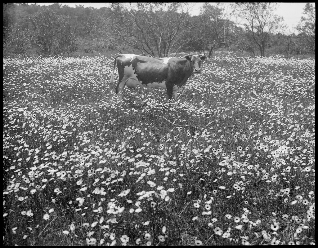 Cow amongst the daisies, Cape Cod