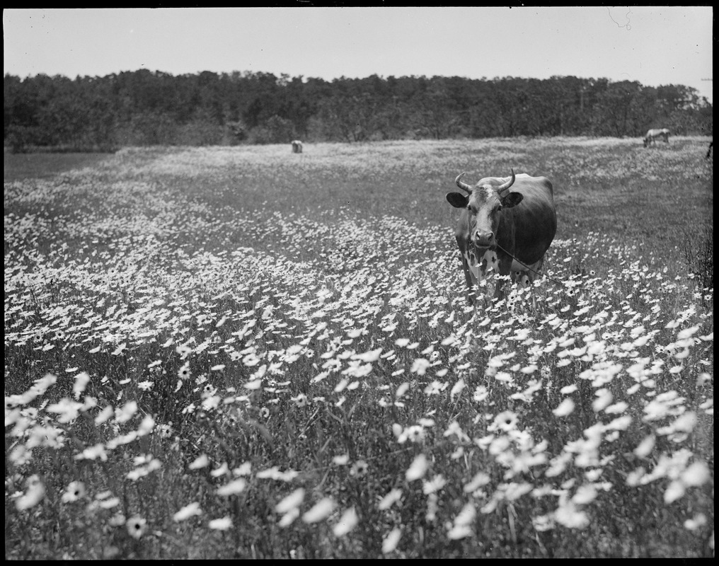 Cow in the daisies, Cape Cod