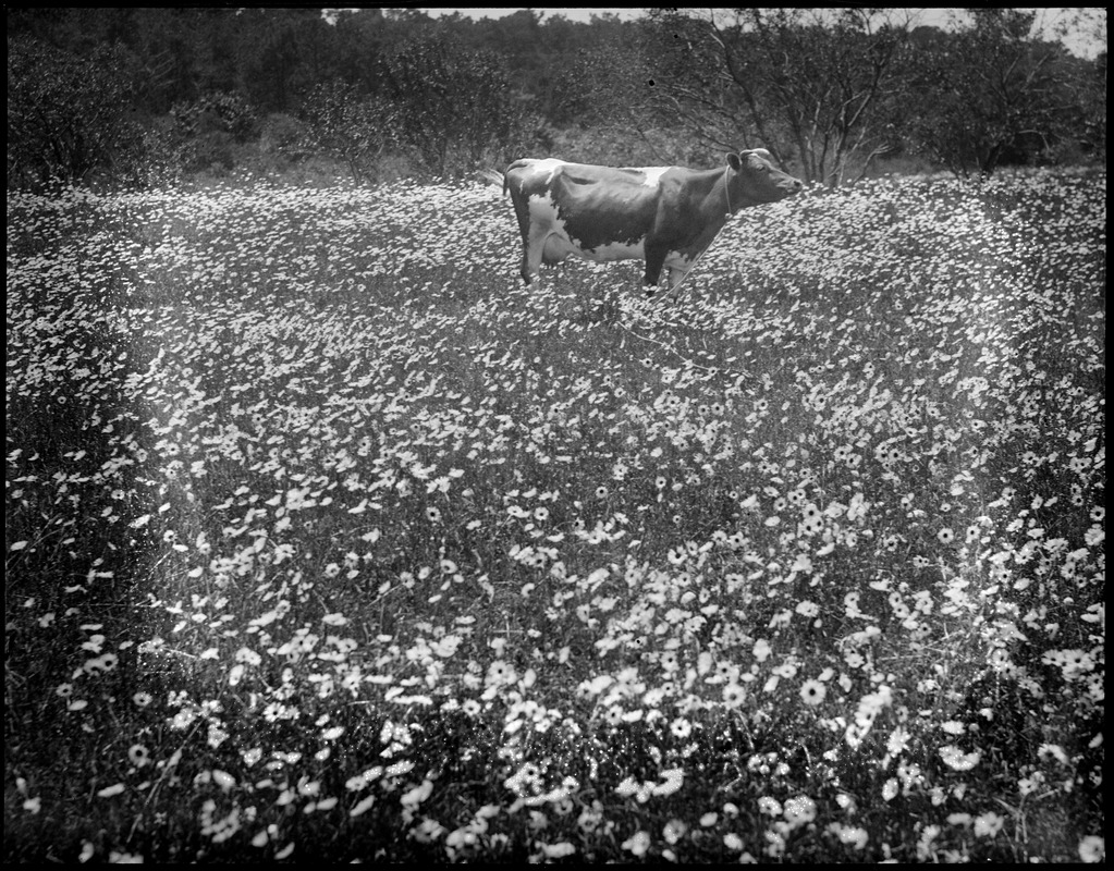 Cow grazing amongst the daisies, Cape Cod