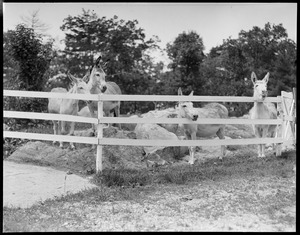 Donkeys at the Animal Rescue League