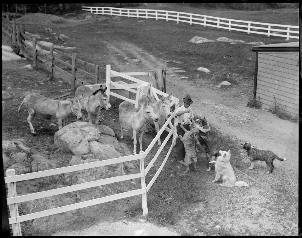 Donkeys and dogs at the Animal Rescue League - Digital Commonwealth