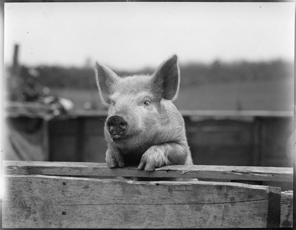 Pig