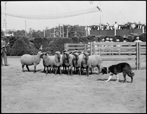 Sheep dog and sheep at Brockton Fair
