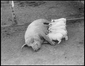 Mother pig & young - mother pig and little ones feeding, Mass. Agri. College, Amherst, Mass.