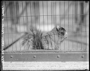 Red squirrel, Franklin Park