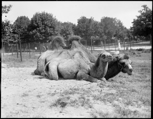 Camels - mother & young - Franklin Park Zoo