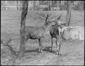 Franklin Park Zoo: European red deer