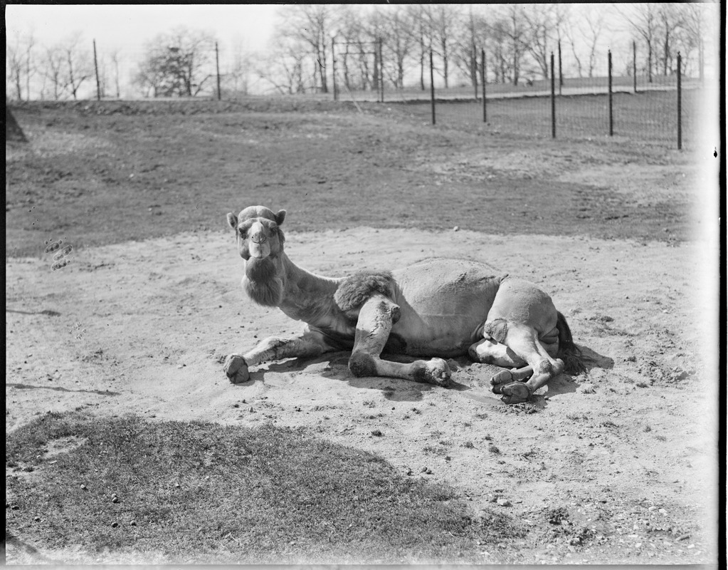 Camel - Franklin Park Zoo