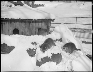 Raccoons in winter - Franklin Park Zoo