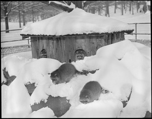 Raccoons in winter - Franklin Park Zoo