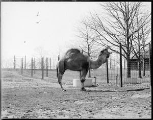Camel - Franklin Park Zoo.