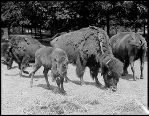 Buffalo - mothers & young - Franklin Park Zoo