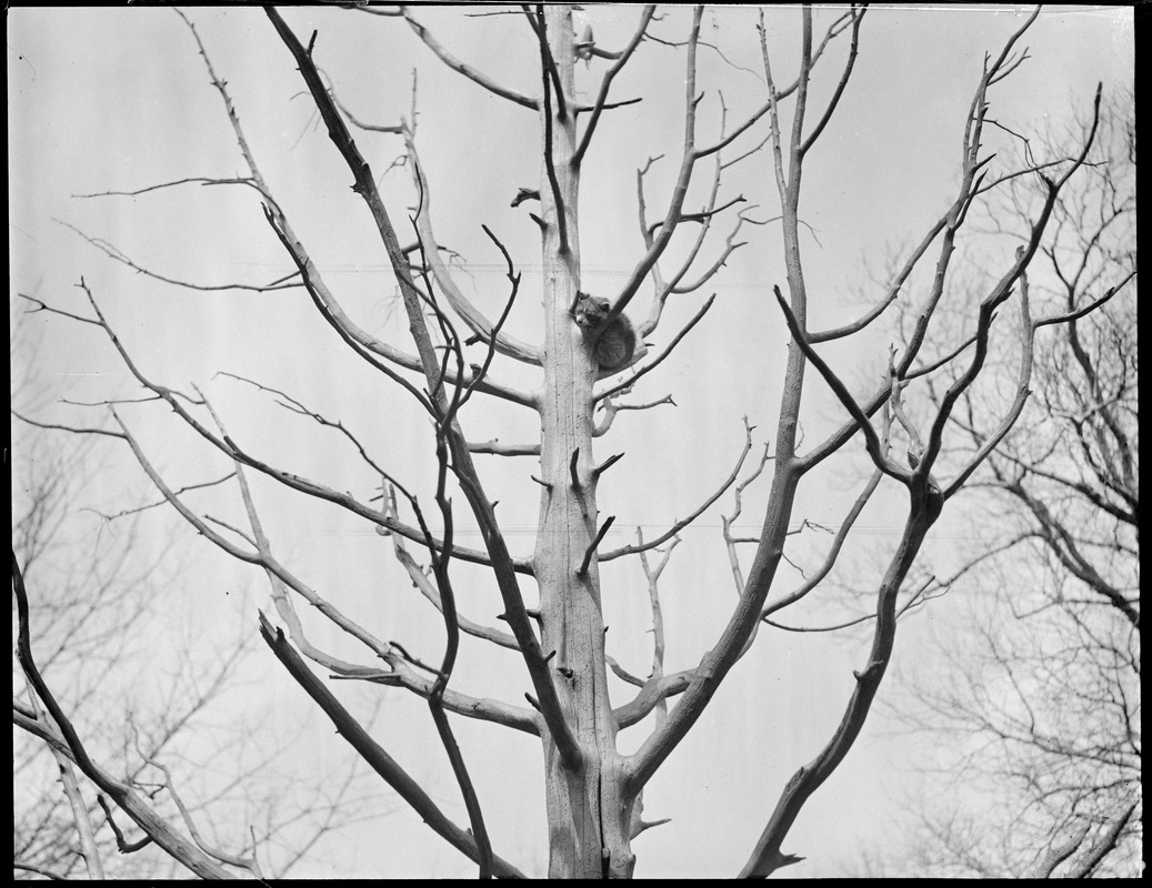 Raccoons up a tree in Franklin Park Zoo